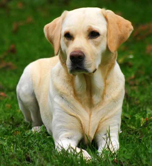 labrador-retriever.jpg